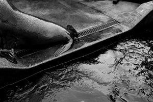 Rebecca Milling - EXIT - Photography - Gallery TEN - Limited Edition Prints