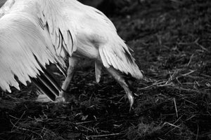 Rebecca Milling - Eastern White Pelican - Gallery Ten - Original Photography