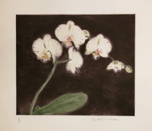 Elizabeth Blackadder - Orchids