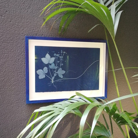 Gallery TEN - Alexander Hamilton - Cyanotype - Original Print - Edinburgh Gallery