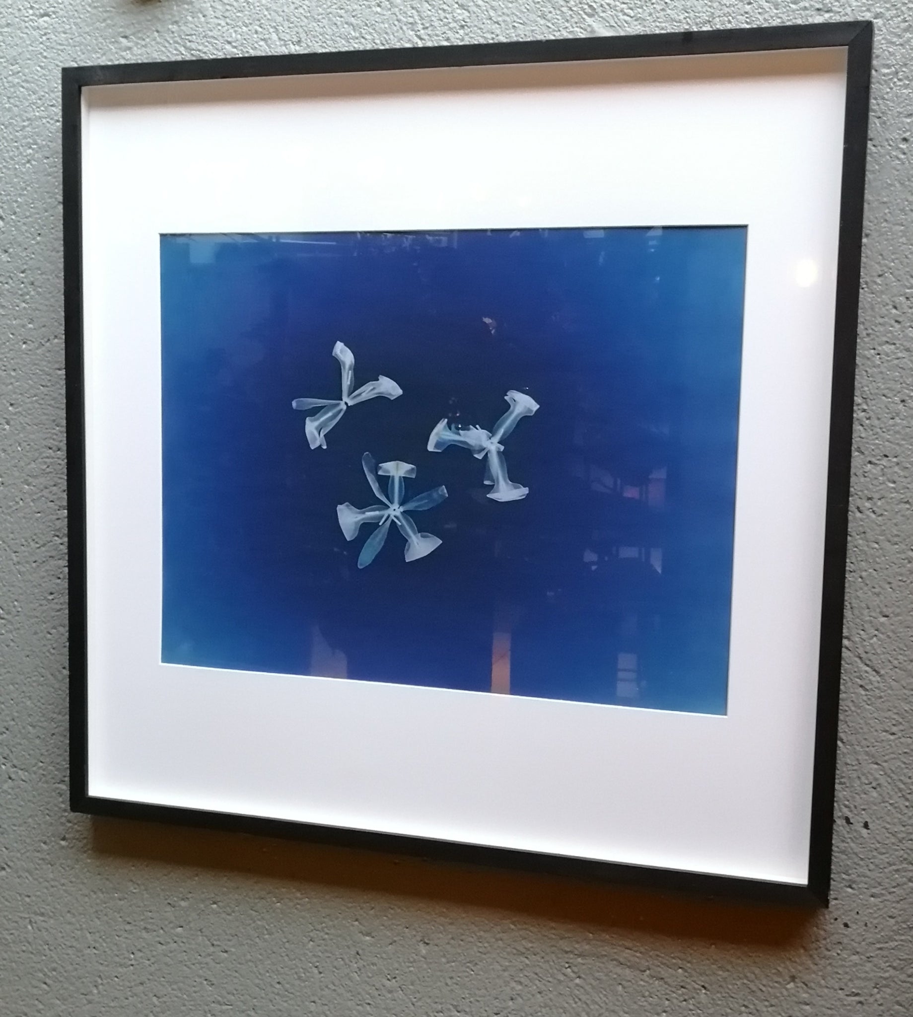 Gallery TEN - Alexander Hamilton - Unique Cyanotype  - Orioginal Print - Edinburgh Gallery